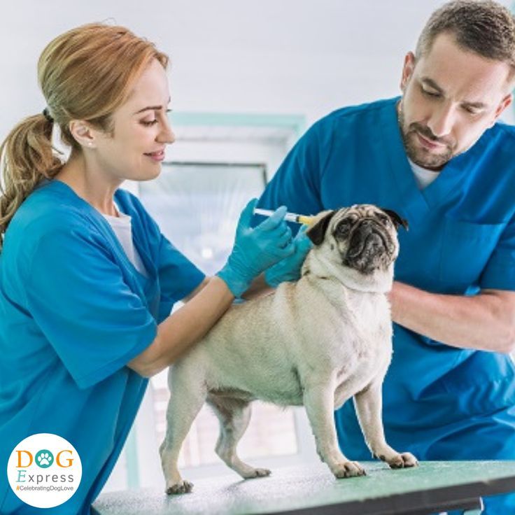 Vet checking a pet before vaccination in Islamabad