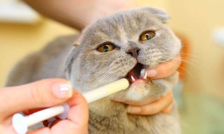 Dewormers for dogs and cats