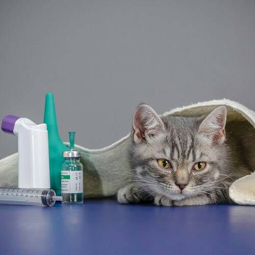 Cat after a vaccination visit