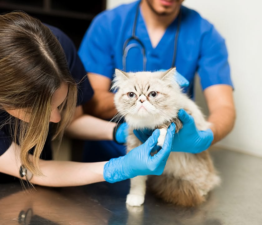 Pet poisoning emergency treatment