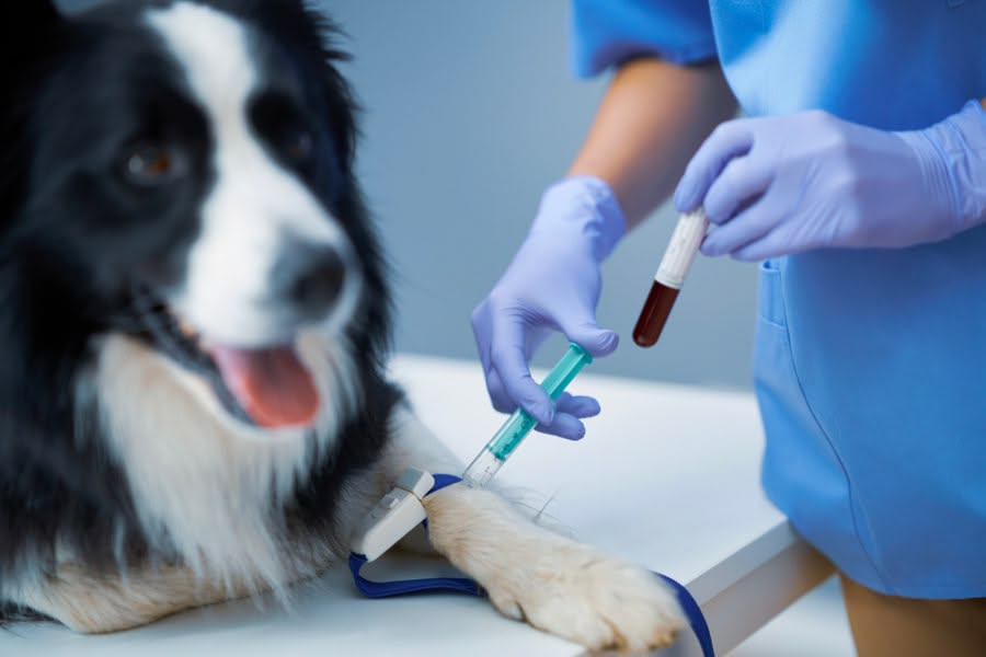 Blood tests for dogs and cats