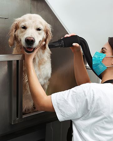 Dog bath and blow-dry