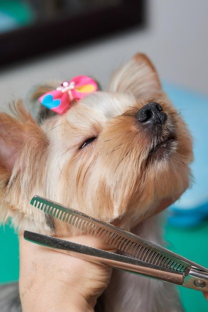 Vet checking a dog's coat and skin