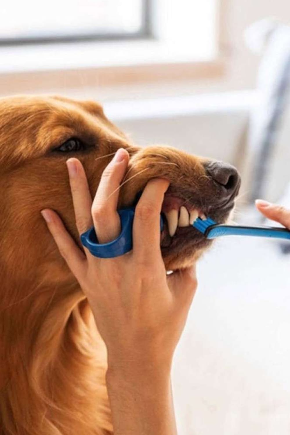 Dental scaling and polishing for dogs and cats