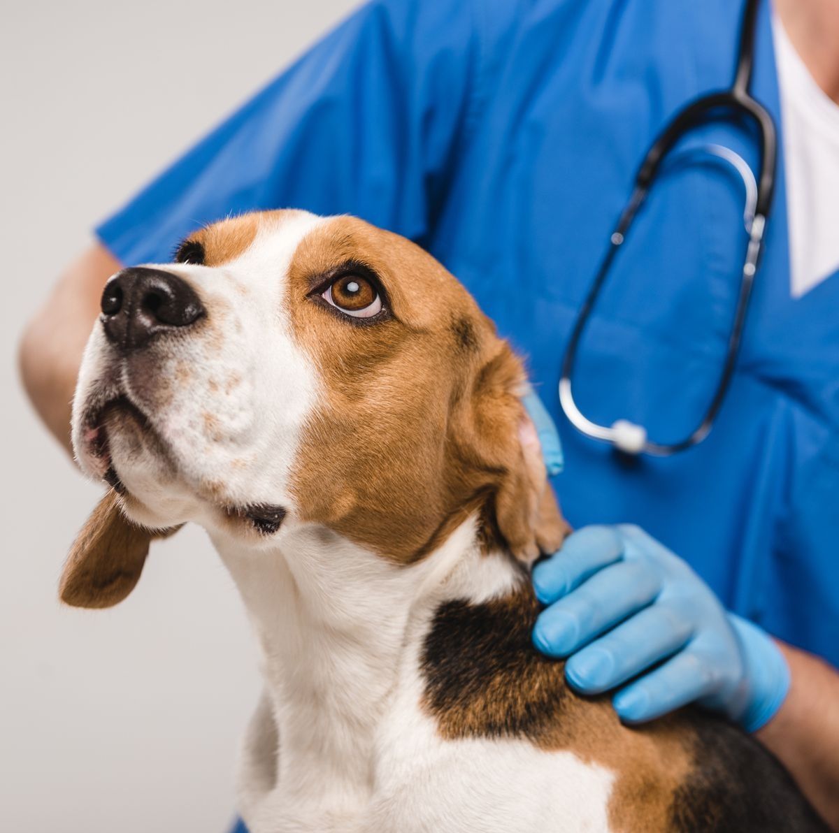 Skin and ear tests for pets