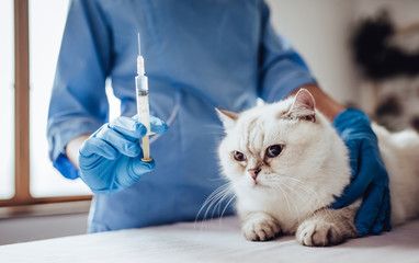 Cat getting a gentle check-up