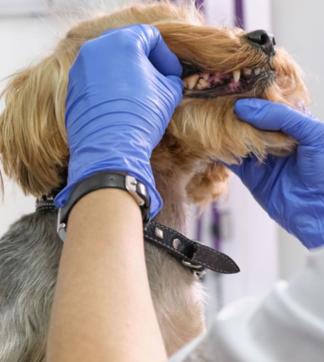 Tooth extraction for pets