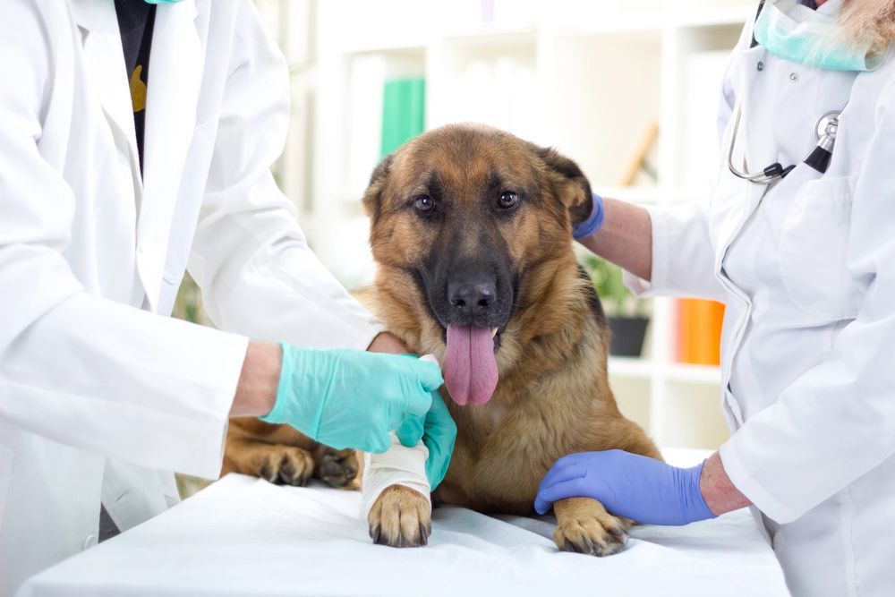 Breathing difficulty emergency care for pets