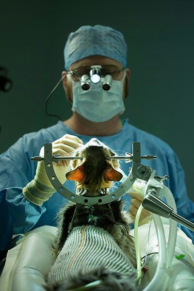 Oral surgery for pets