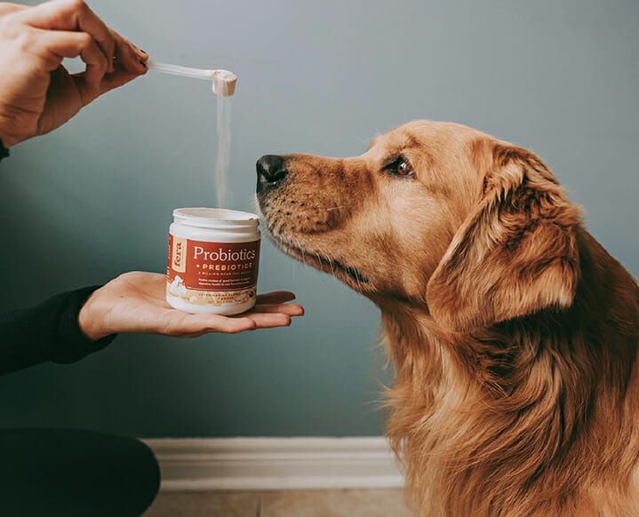 Diet and nutrition advice for pets