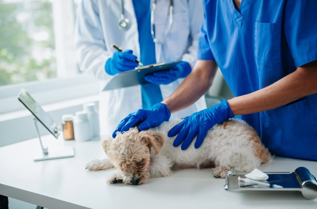 Rapid disease tests for pets