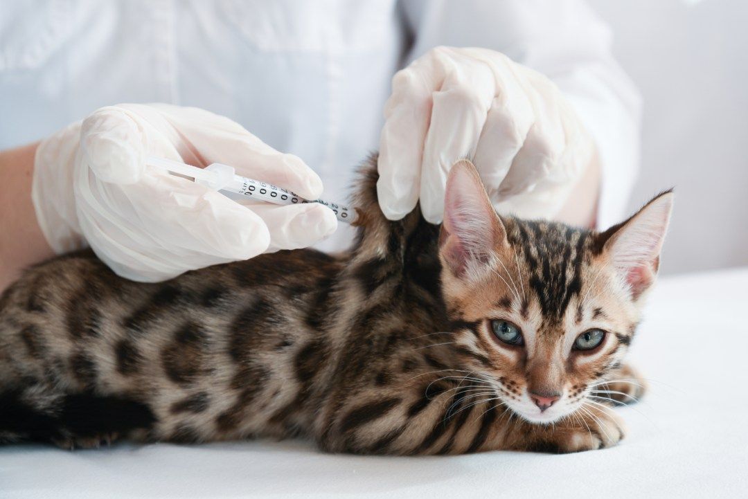 Vet giving a vaccination check to a dog at Vetnaria Pets Hospital