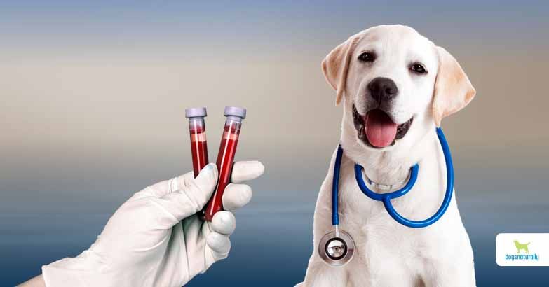 Laboratory tests for pets