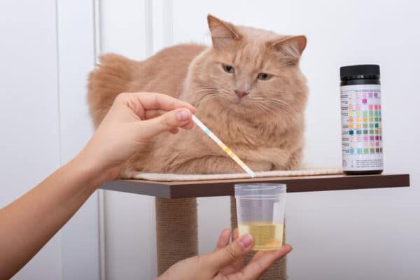 Urine tests for pets