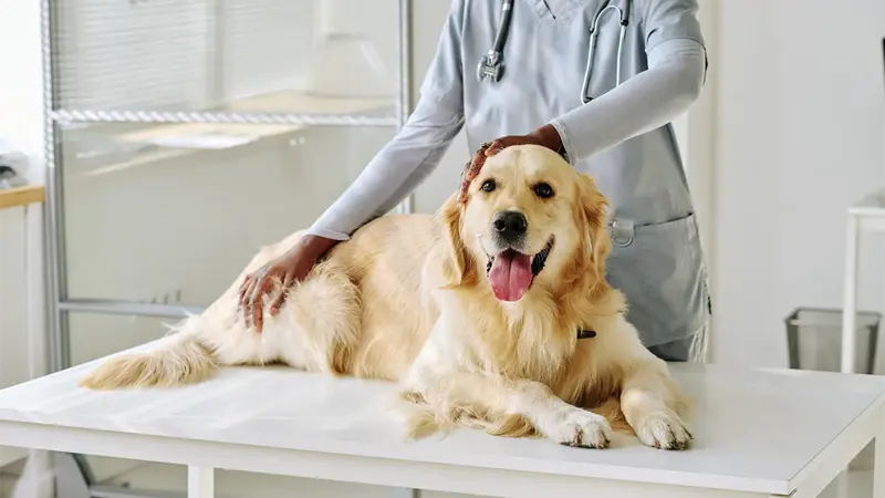 Pet recovering at home after emergency care