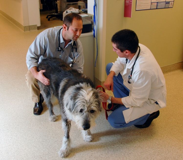 Orthopedic pet surgery fracture repair