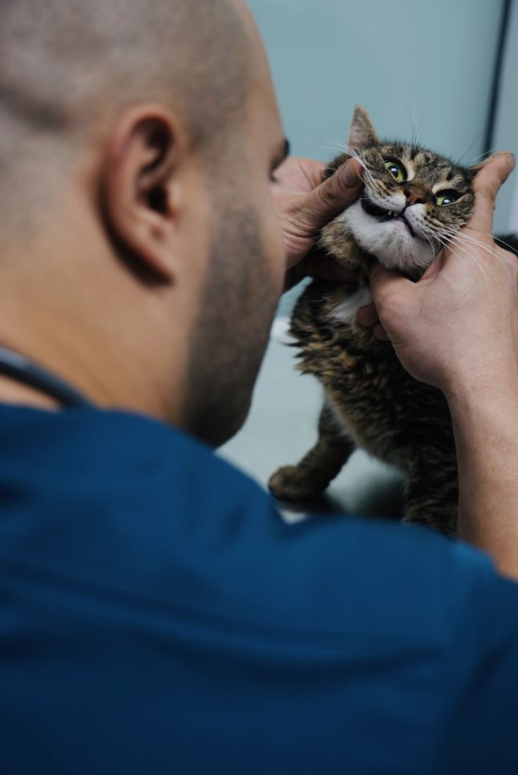 Gum disease treatment for dogs and cats