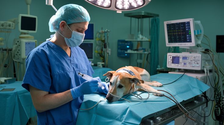 Emergency vet team in Islamabad treating a pet