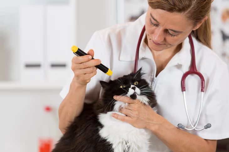 Cat being gently handled during a groom