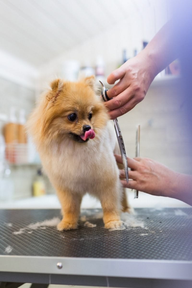 Pet haircut and trim