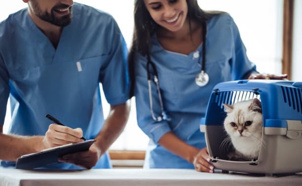 Vet team caring for a pet in the ICU in Islamabad