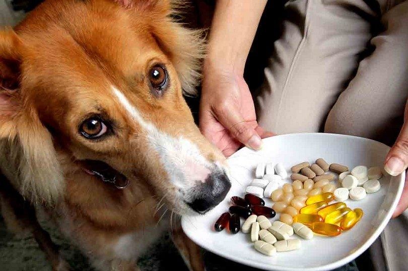 Pet supplements and special diets