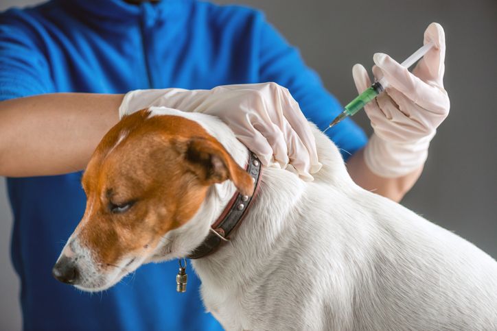 Pet vaccination records for travel and boarding