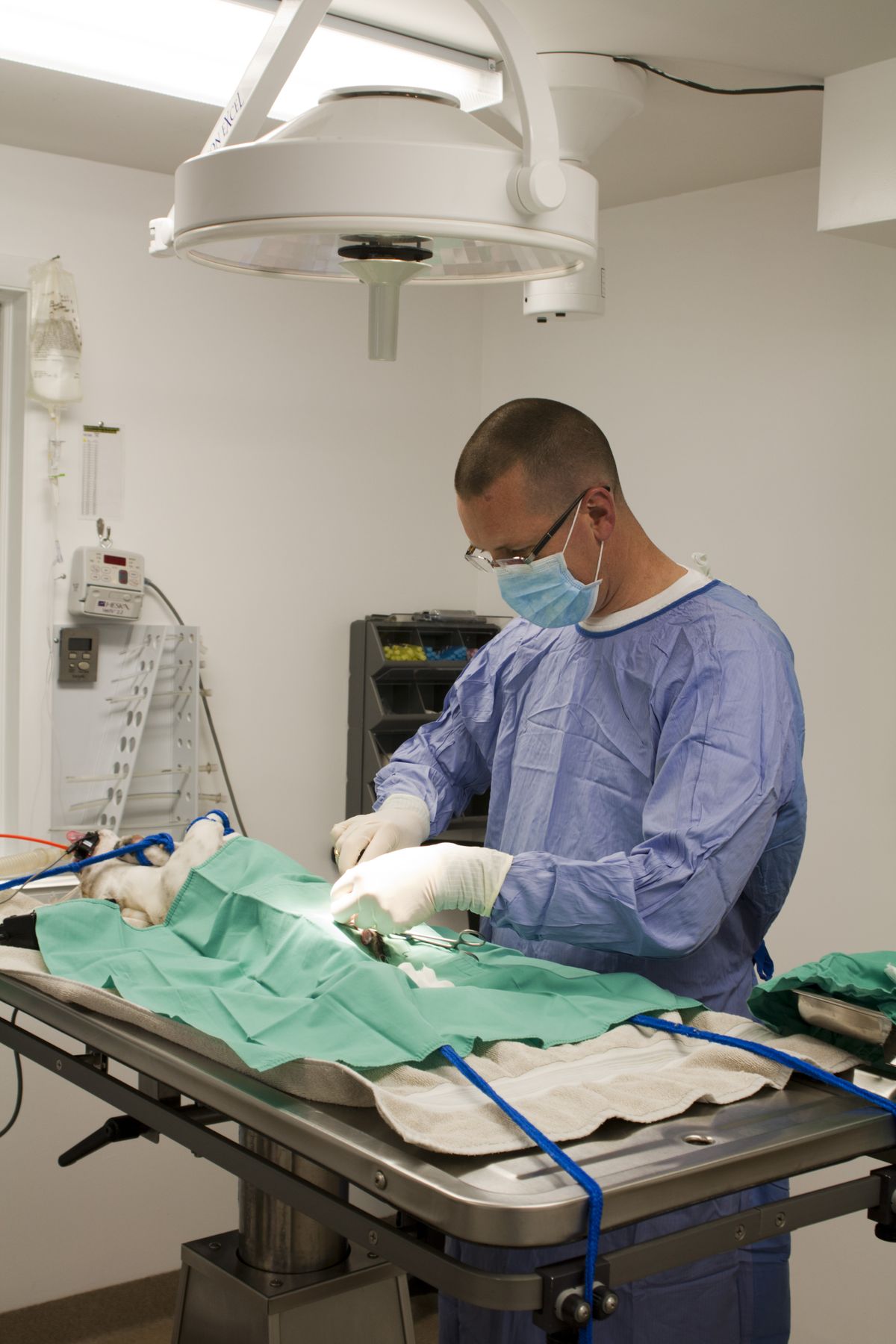 Spay and neuter surgery for pets